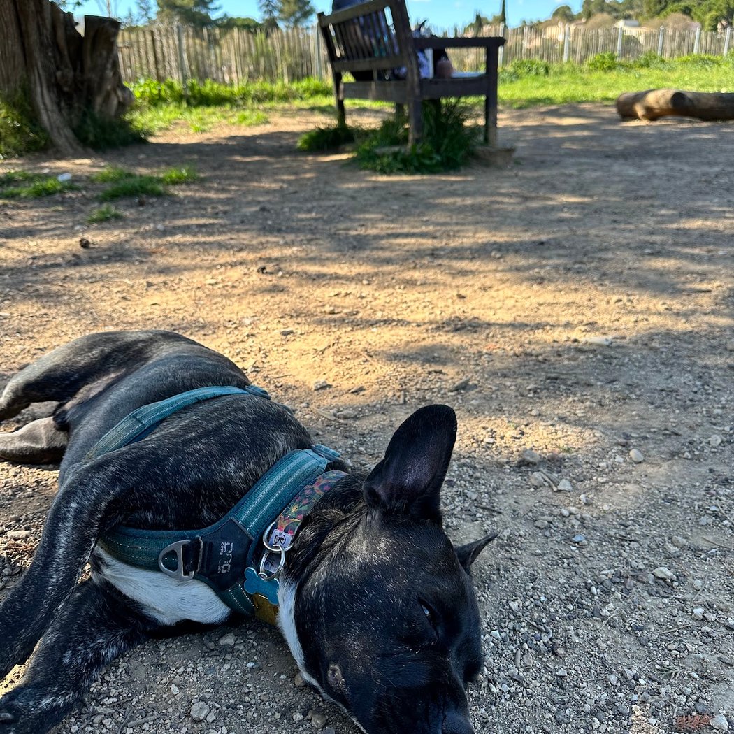 Parc à chiens 1